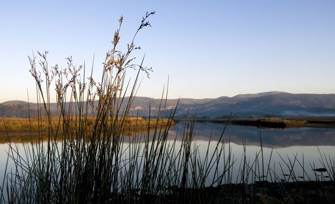 Imagem do estuário do rio Lima, num final de tarde, com alguma vegetação em grade plano e o rio por trás.