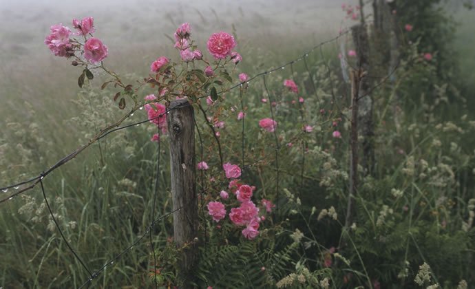 Imagem de uma roseira com rosas cor-de-rosa junto a uma vedação de arame numa manhã de nevoeiro e orvalho.