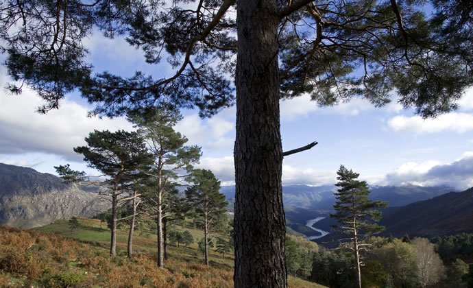 Imagem do miradouro do Tibo, no Parque Nacional da Peneda-Gerês. Na imagem vê-se ao centro um grande troco de árvore e no horizonte o vale do rio Lima.